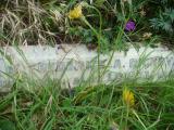 image of grave number 613597